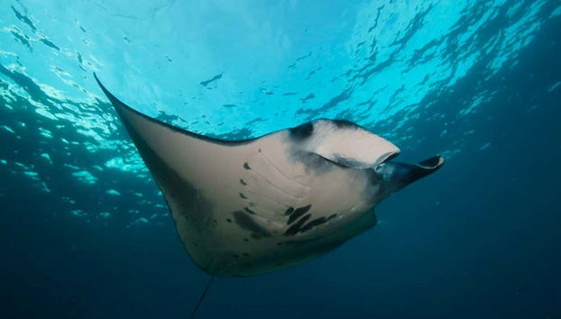 Manta ray