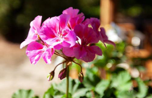 Casa da Eira "Lavoura da Bouça - Fruta Bio" - Foto 52