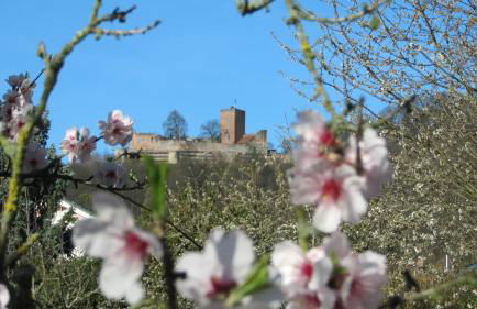 Ferienhaus Mandelblüte - Foto 13