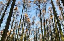 Holllie View - Foto 8