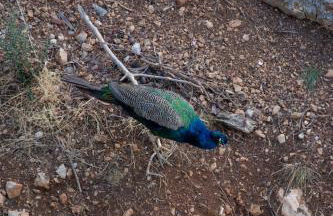 Agistri Island Dream - Foto 23