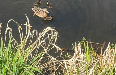 Lakeside Lodge 84 - Photo 29