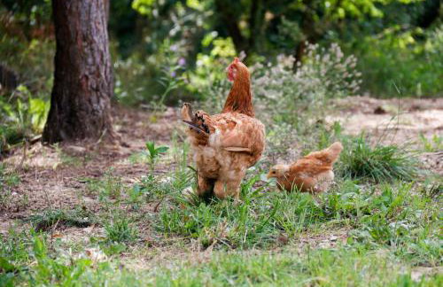 Zacisze Markowszczyzna - Foto 46