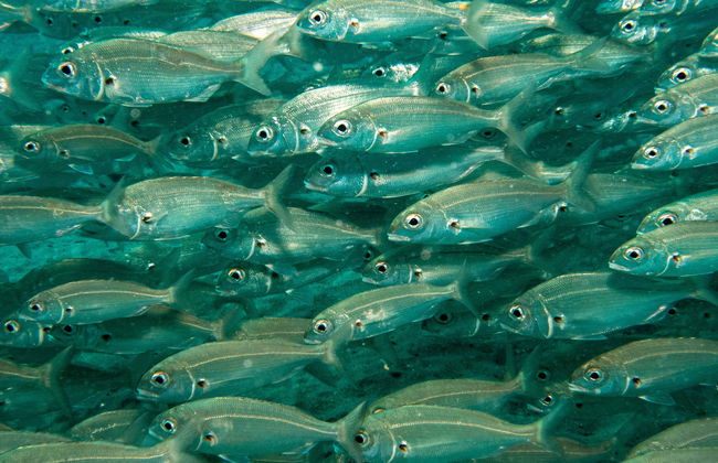 Puerto del Carmen Beginners Scuba Diving Lesson - Foto 8