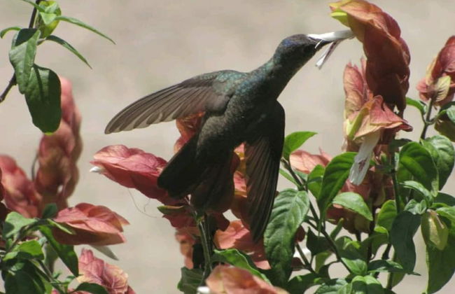Casa Buen Aventura, Panajachel, Solola, Guatemala - Casa de Campo Familiar - Foto 13