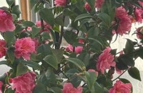 Casa Rural Las Camelias - Foto 22