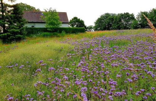 Ferienhaus Gransee unmittelbar am Stechlinsee - Radweg - Foto 7