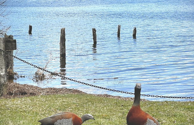 Amazing Cabin on the Shore of Lake Moreno H58 by Apartments Bariloche - Photo 48