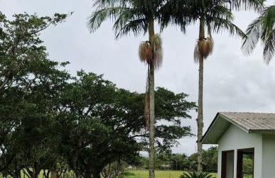 Recanto Bamboo Verde - Foto 27