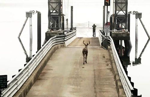 Incredible Sunset at Beachfront Glamping Cabin on Private, Herron Island with Fire Pit and Kayaking near Olympia, Washington - Foto 36