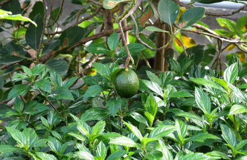 Casa do pescador - Foto 31