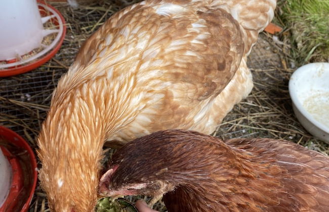 Driftwood Villas - Foto 61