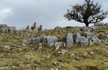 Moughton Cottage - Foto 29