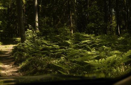 Biały Las Magiczna Stara Chata Puszcza Białowieska - Foto 13