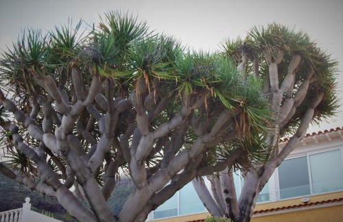 SISSI BOUTIQUE - THE TERRACE BETWEEN OCEAN AND TEIDE - Foto 54