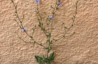 Stay Corfu Studios - Photo 16