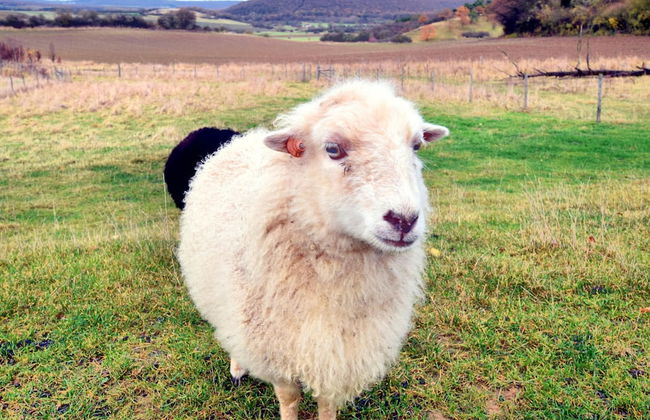 Holiday Home Viroinval for Seven Person - Foto 26