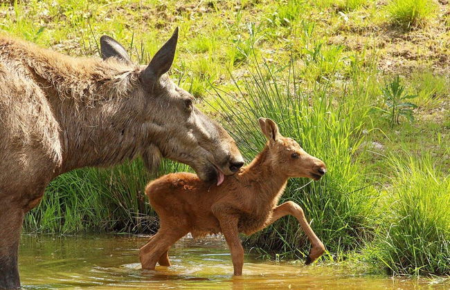 4 Person Holiday Home in Salen-by Traum - Foto 25