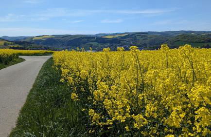 Ferienhaus Pauline am Glan - Foto 38