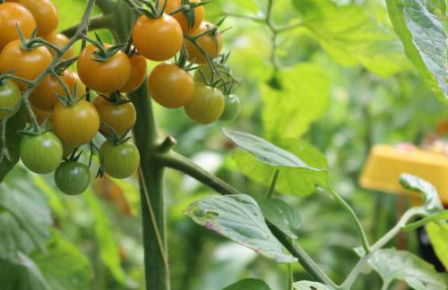 Eco-lodges Lacanau Moutchic Inn - 4 pers - Foto 20