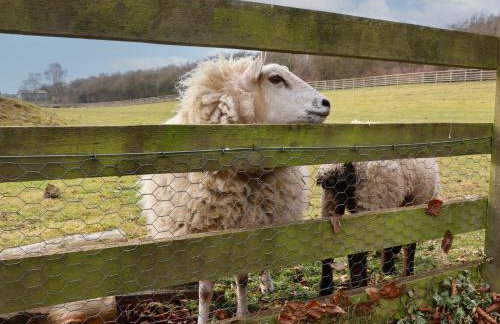 Beech Tree Cabin - Foto 17