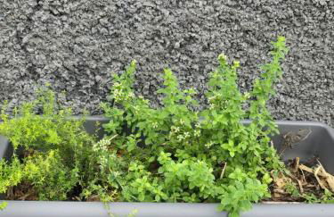 Casa da Cruz - Foto 24