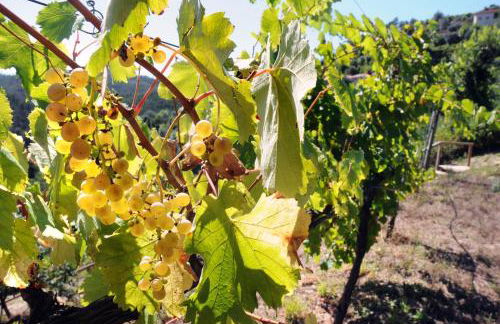 Quinta Das Escomoeiras - Foto 39