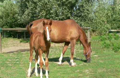 Agriturismo Borgo San Francesco - Foto 27