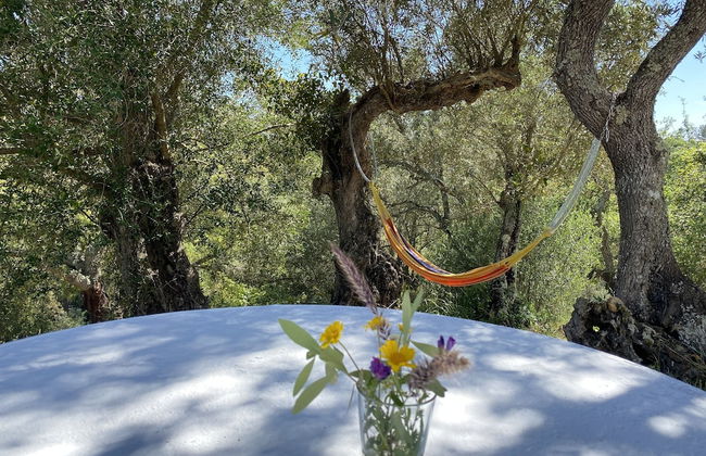 Monte do Zambujeiro - Foto 49