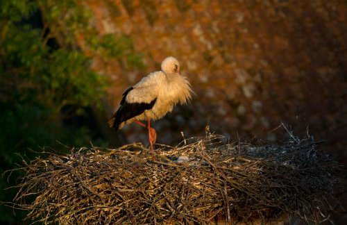 Żywkowo Bocianie Gospodarstwo Rolne - Foto 27
