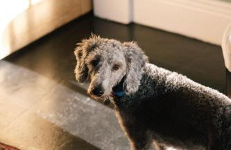 The West End - Hawarden Castle - Foto 22