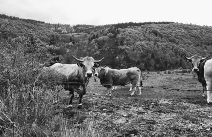 Le Saint-Jean - Foto 26