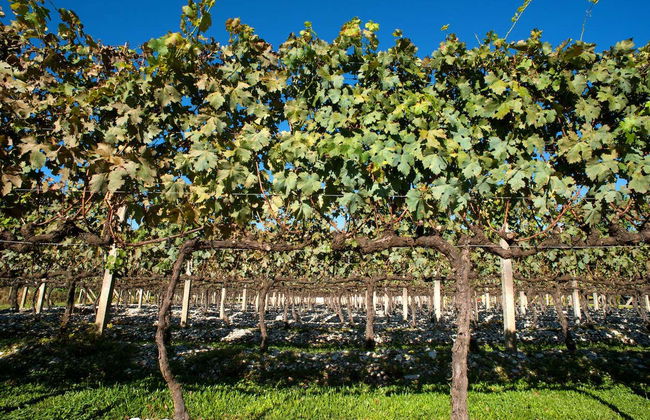 Tour della Rota dos Espumantes - Foto 8