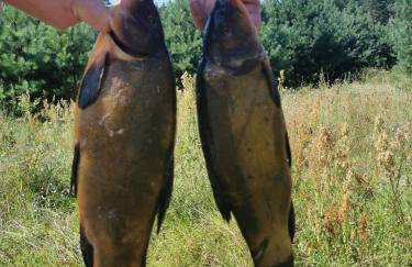 Serce Puszczy Wiartel - Foto 36