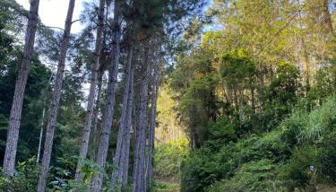 Sitio do Marinho em Nova Trento - Foto 4