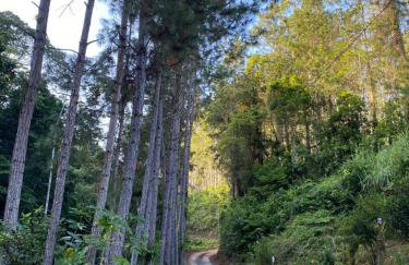 Sitio do Marinho em Nova Trento - Foto 4