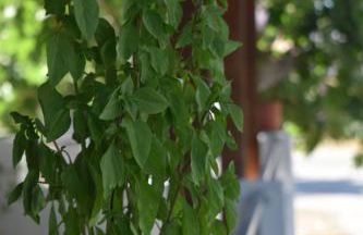 Lily's house near the beach - Photo 35