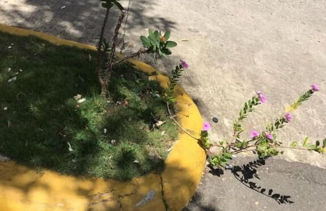 Residencial Gutierrez country - Photo 18