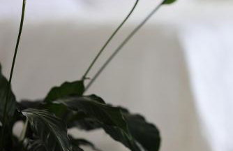 Nice place surrounded by the water - Foto 8