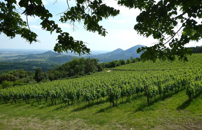 Casa Delle Eriche, Colli Euganei, Pool, Wifi - Foto 39