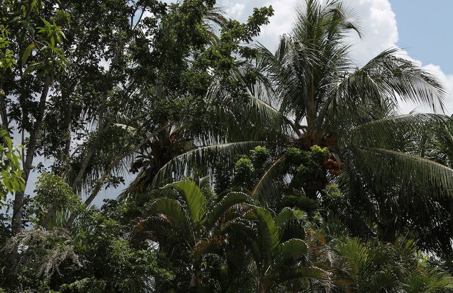 Very Charming 1-bed Studio-apartment in Paramaribo - Photo 13