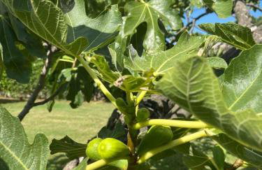 Studio apartman Fjaka - Foto 16