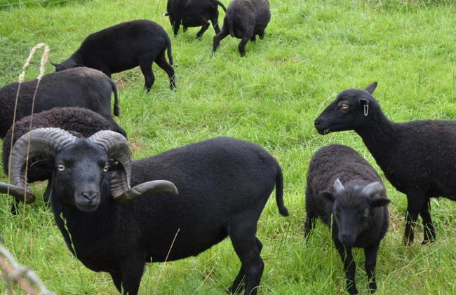 Holiday Home in Holten Near Lake Ijssel - Foto 26