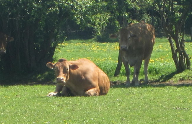 Bievre Forest-edge Retreat - Foto 34