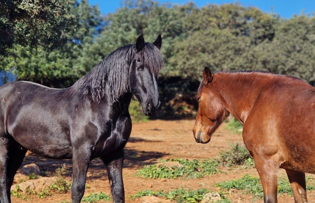 Tiny House & Horses Hébergement Atypique à Loulé - Foto 10