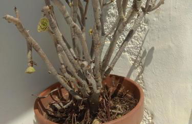 Traditional Renovated House in the Centre of Anafi - Foto 27