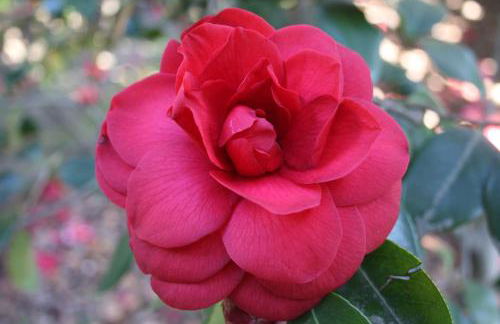 La Camelia d'Oro - Foto 67