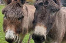 Hof Albersmeier Hüttinghausen / Urlaub am Stall - Foto 28