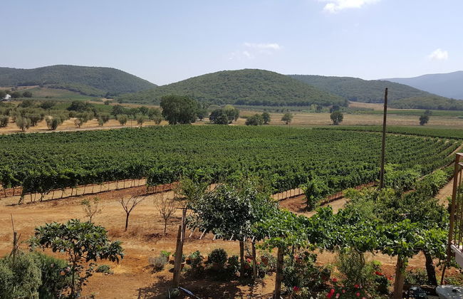 Poggiolivi Agriturismo Bio in Maremma - Photo 24