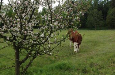 Jabłkowo-na skraju Puszczy Boreckiej ŚNIADANIA W CENIE - Foto 64